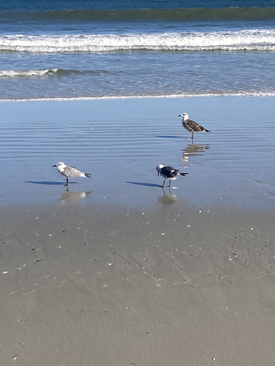 Great Black-backed Gull - ML643861349
