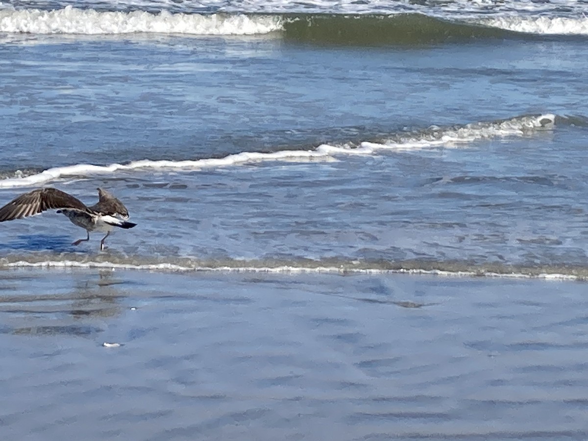 Great Black-backed Gull - ML643861350