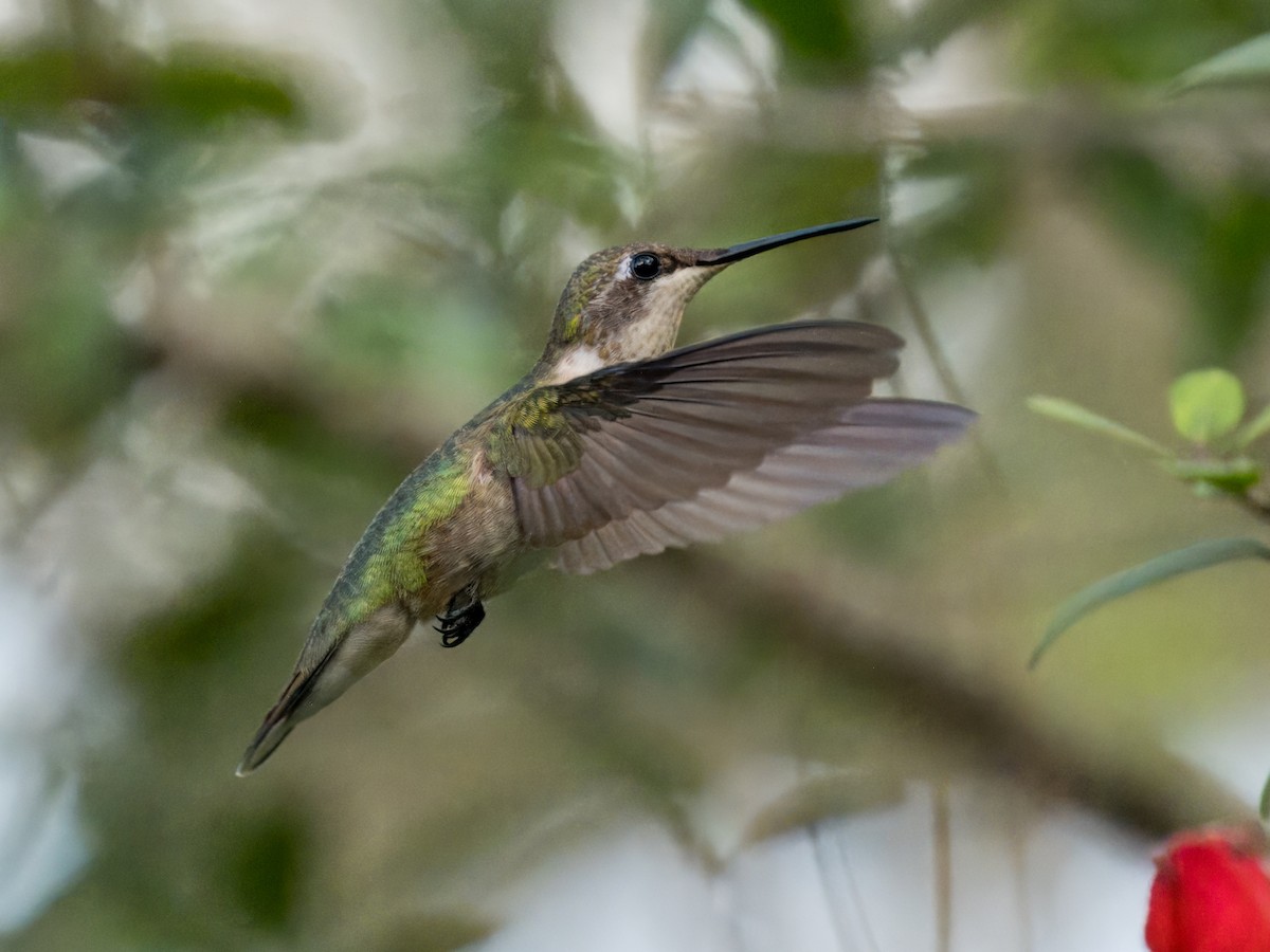 Ruby-throated Hummingbird - ML643861363