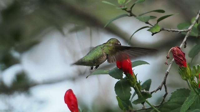 Ruby-throated Hummingbird - ML643861365