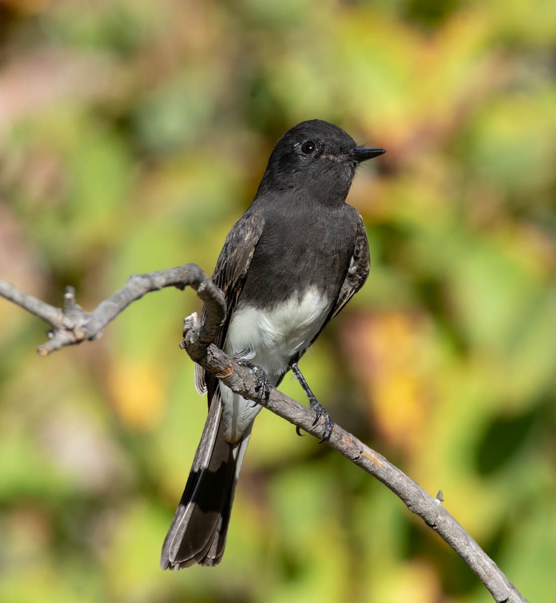 Black Phoebe - ML643861386