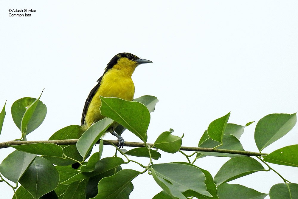 Petit Iora - ML643861395