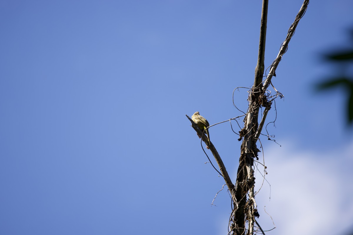 Flavescent Bulbul - ML643861412