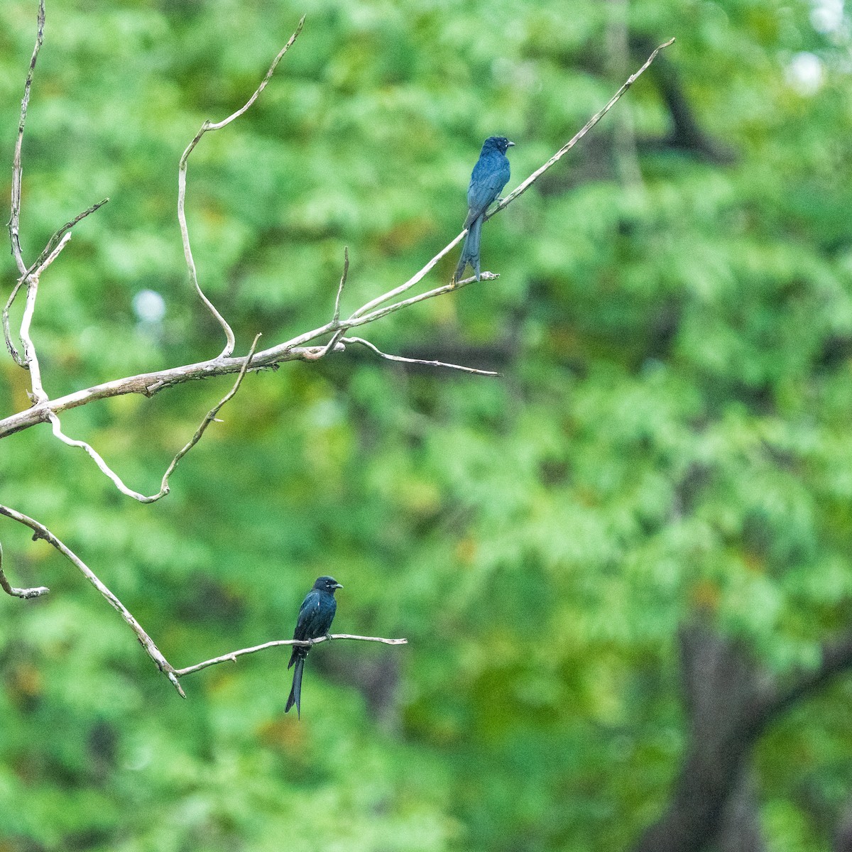 Black Drongo - ML643861450