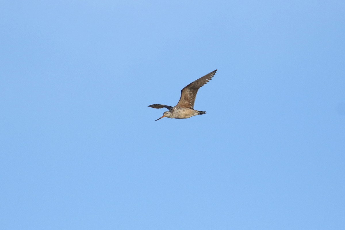 Marbled Godwit - ML643861456