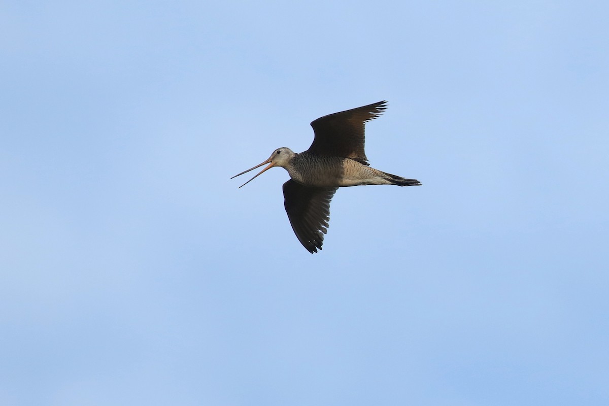 Marbled Godwit - ML643861457