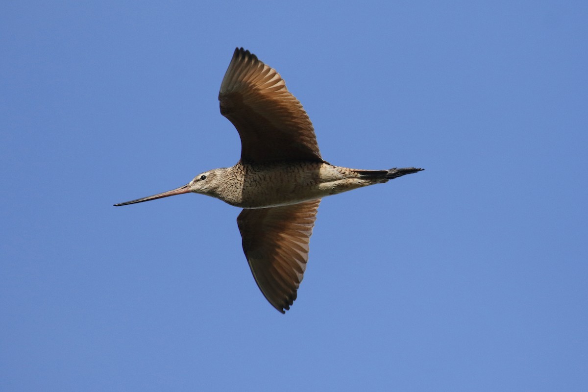 Marbled Godwit - ML643861458
