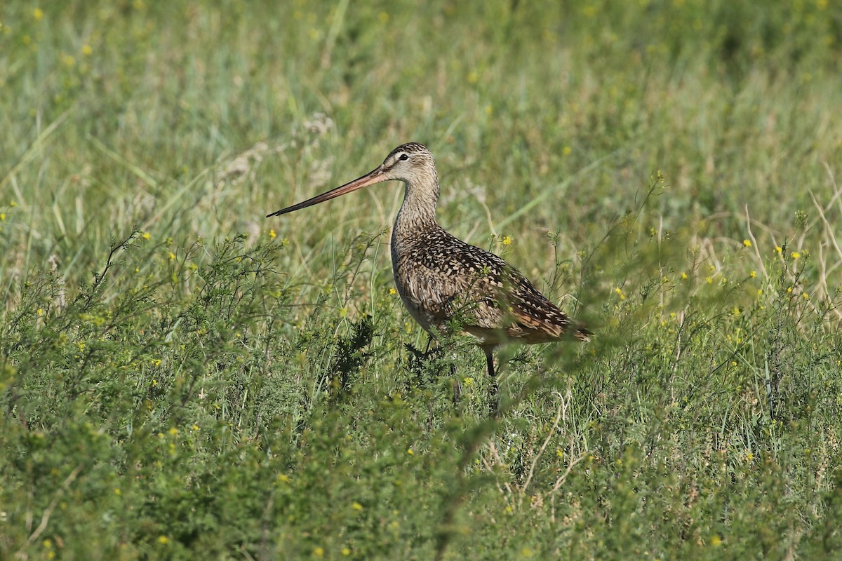 Marbled Godwit - ML643861473