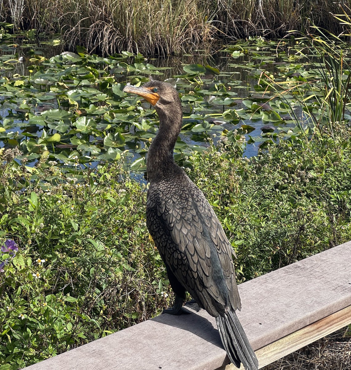 Double-crested Cormorant - ML643861478