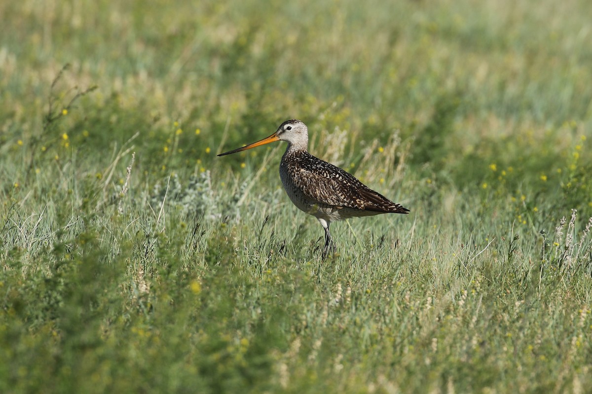 Marbled Godwit - ML643861479