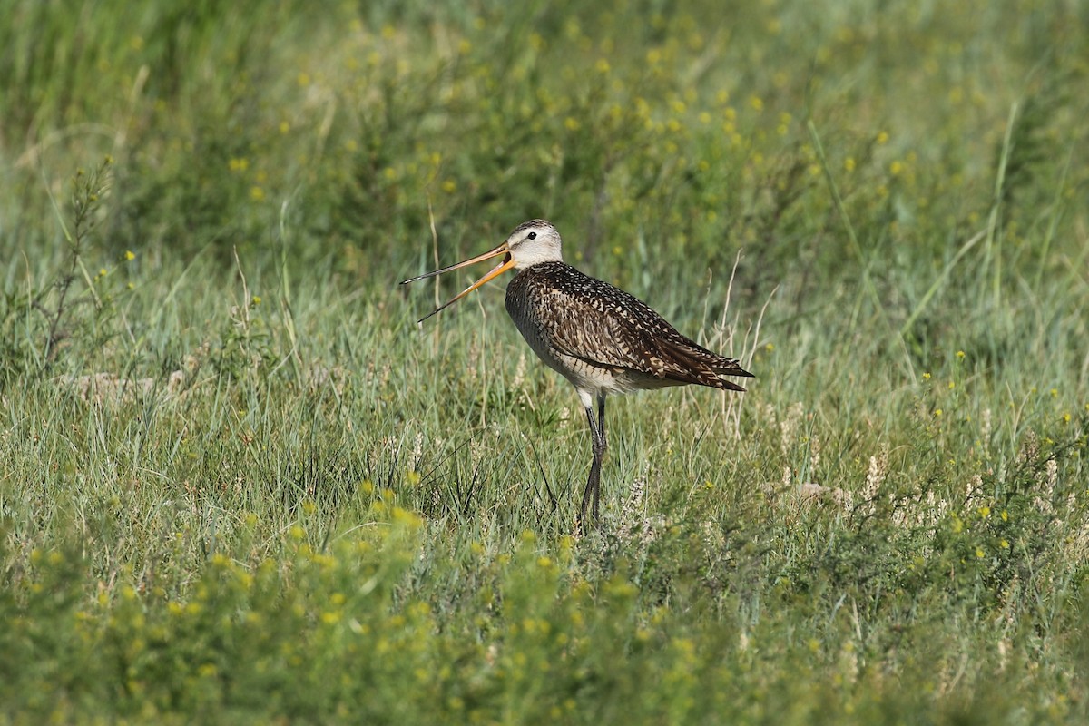 Marbled Godwit - ML643861484