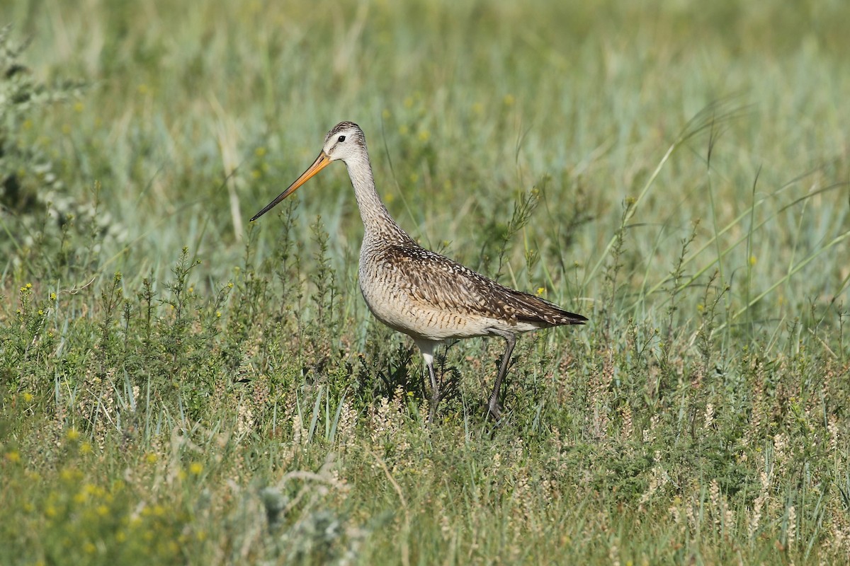 Marbled Godwit - ML643861493