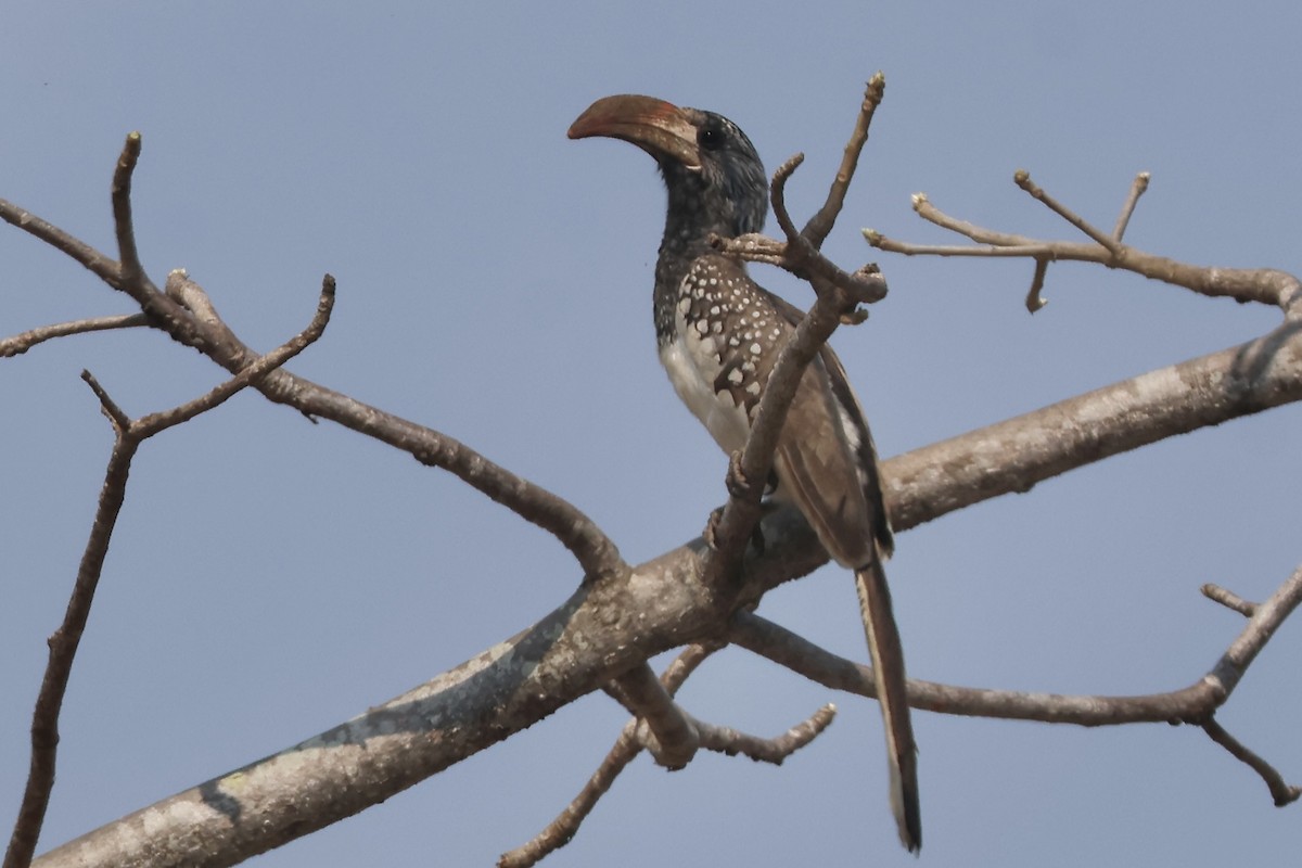 Monteiro's Hornbill - ML643861499