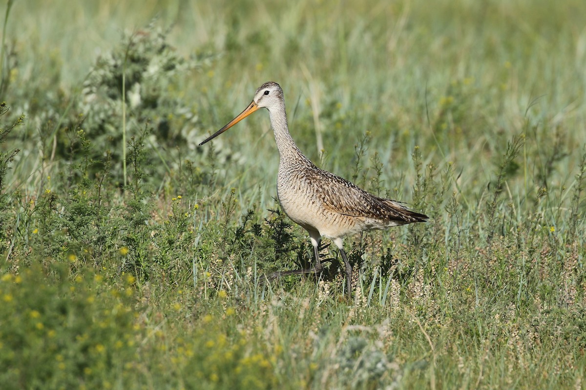 Marbled Godwit - ML643861500