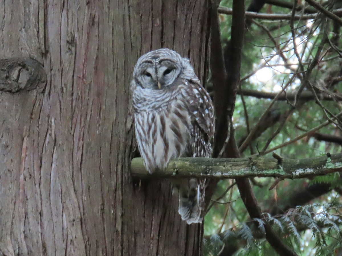 Barred Owl - ML643861501