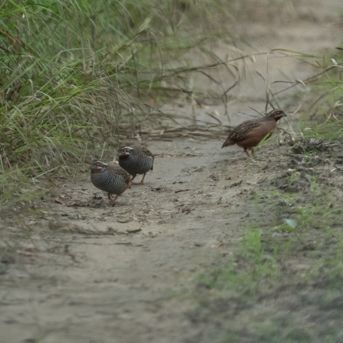 Jungle Bush-Quail - ML643861503