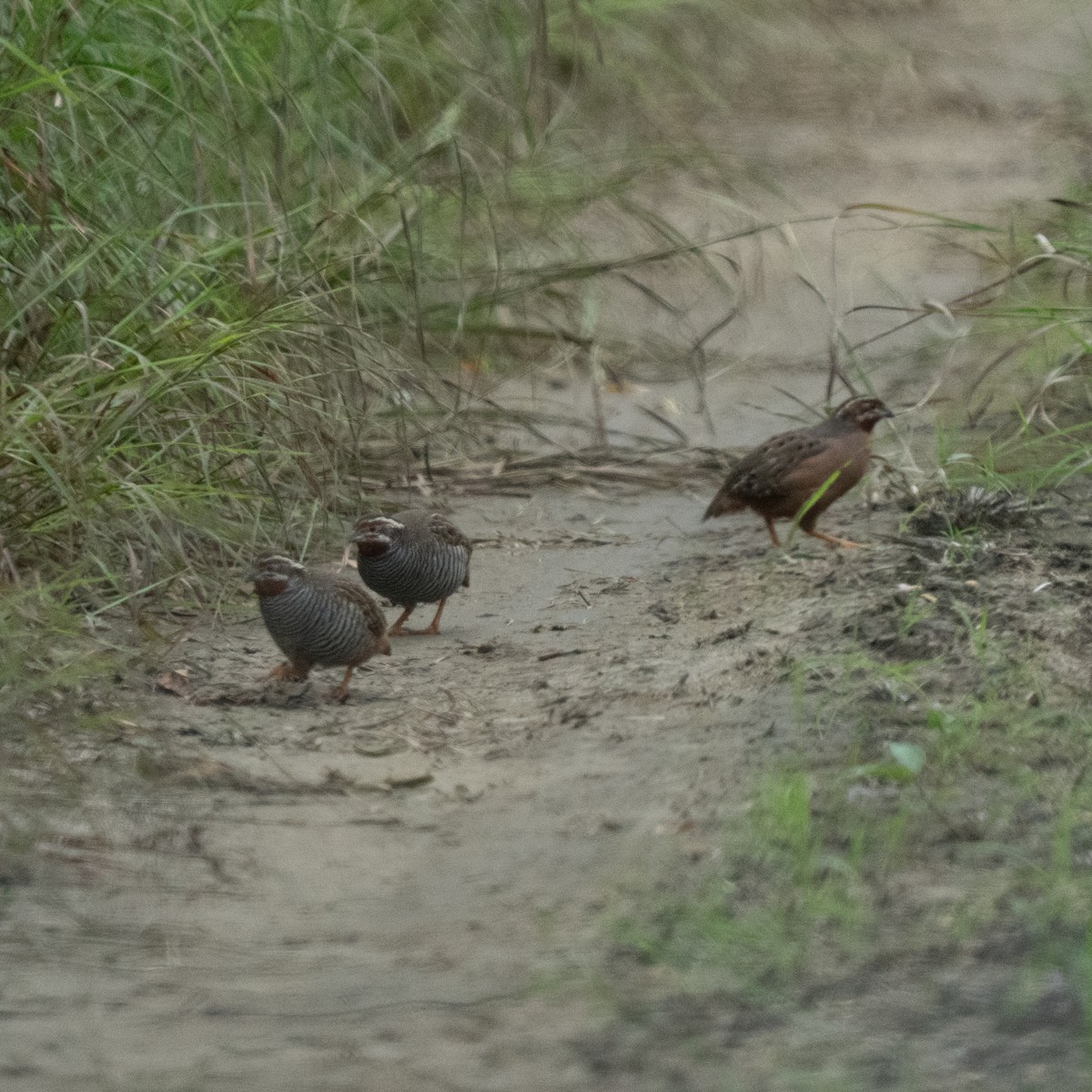 Jungle Bush-Quail - ML643861504
