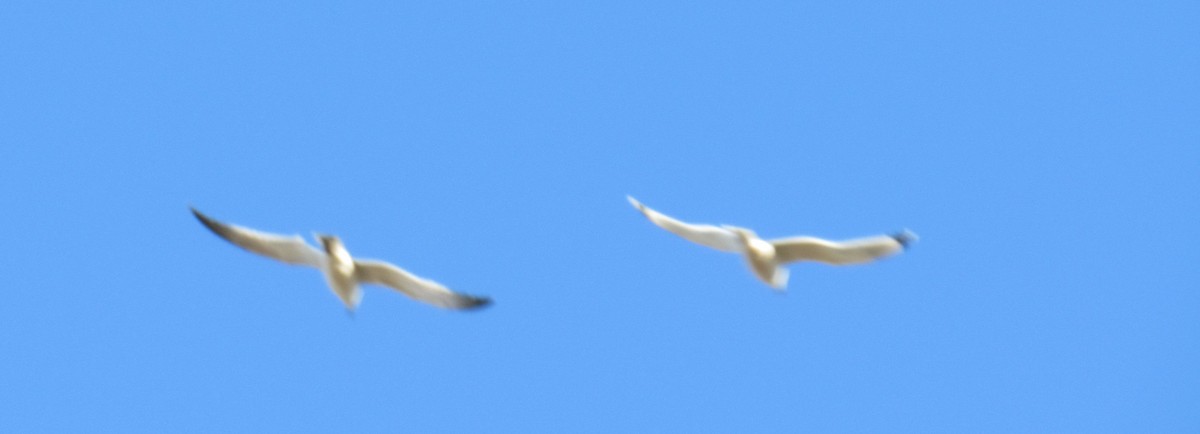 Franklin's Gull - ML643861510