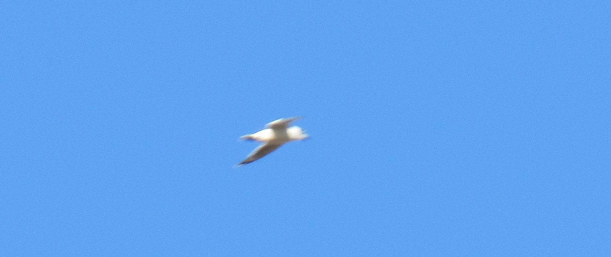 Franklin's Gull - ML643861520