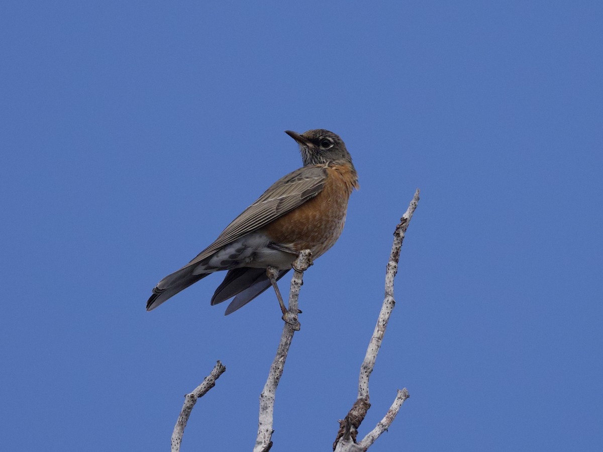 American Robin - ML643861526