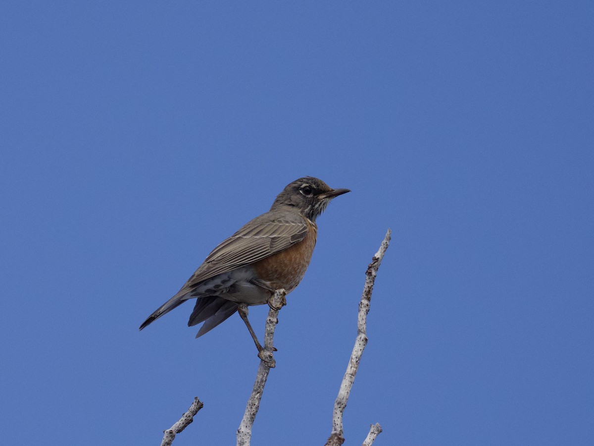 American Robin - ML643861527