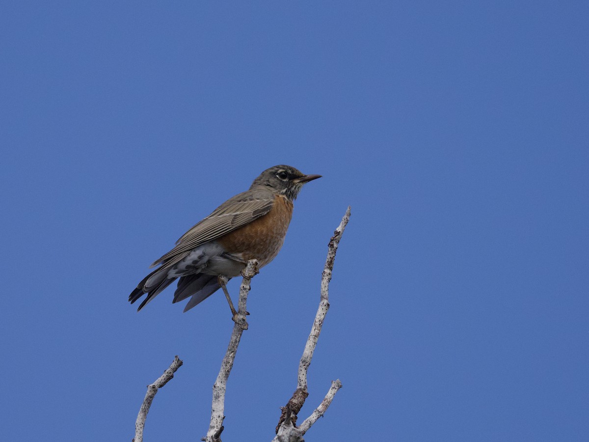 American Robin - ML643861528