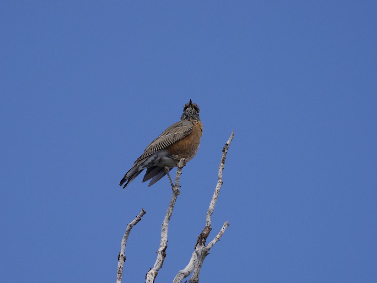 American Robin - ML643861529