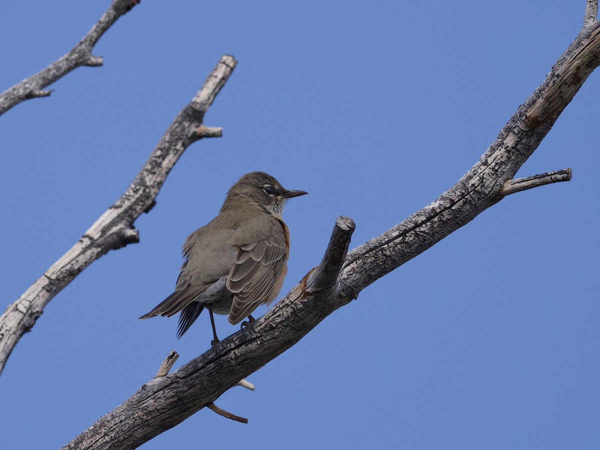 American Robin - ML643861536