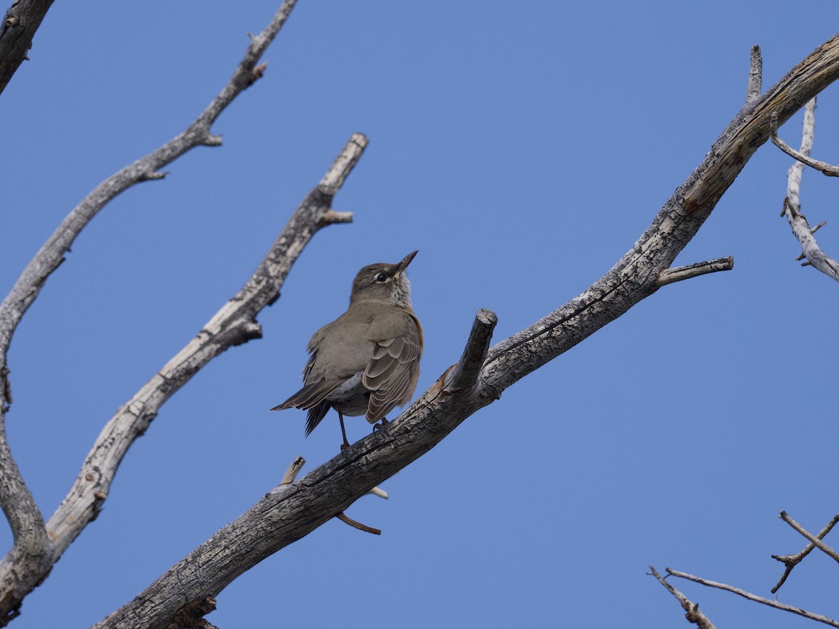 American Robin - ML643861537