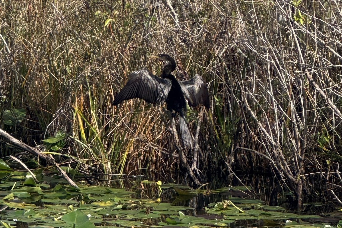 Anhinga - ML643861551