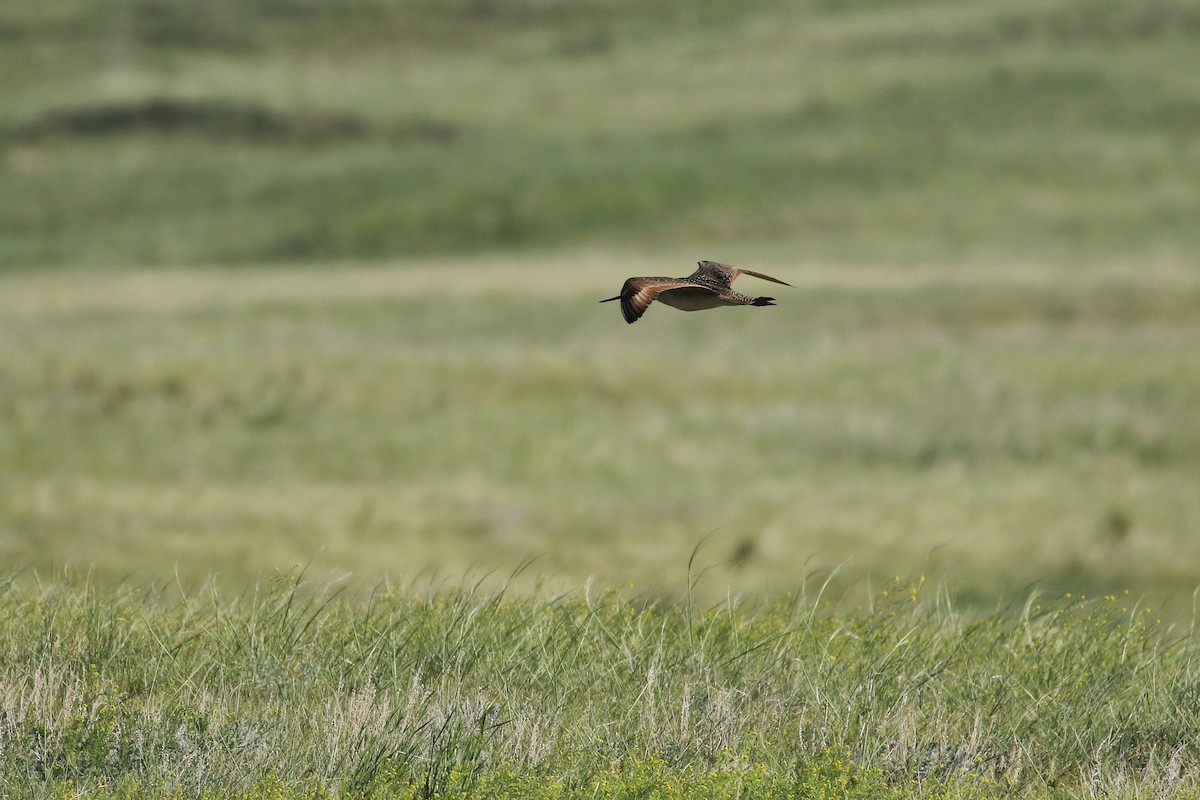 Marbled Godwit - ML643861553