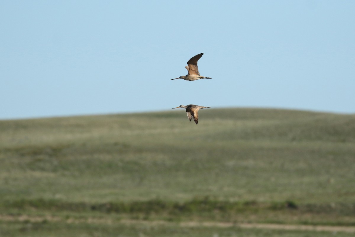 Marbled Godwit - ML643861560