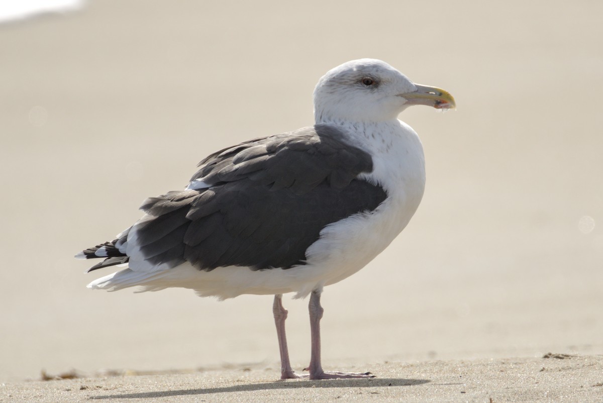 Great Black-backed Gull - ML643861567