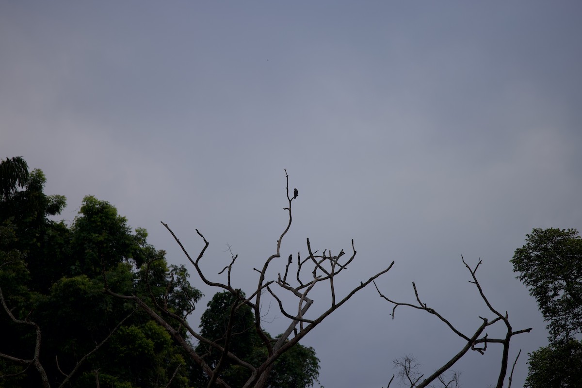 Asya Delice Doğanı - ML643861579