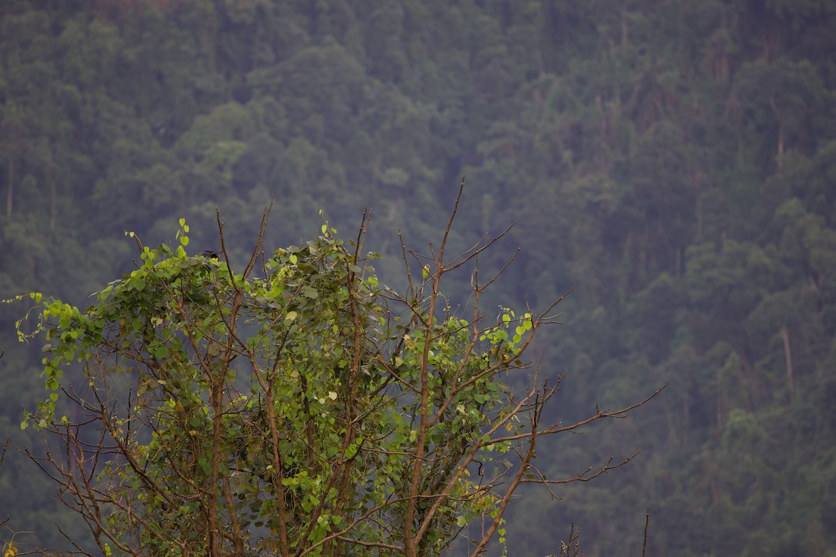 Gray-headed Parakeet - ML643861611