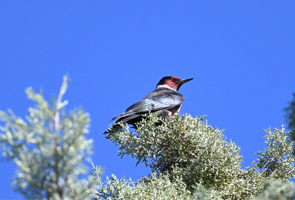 Lewis's Woodpecker - ML643861615