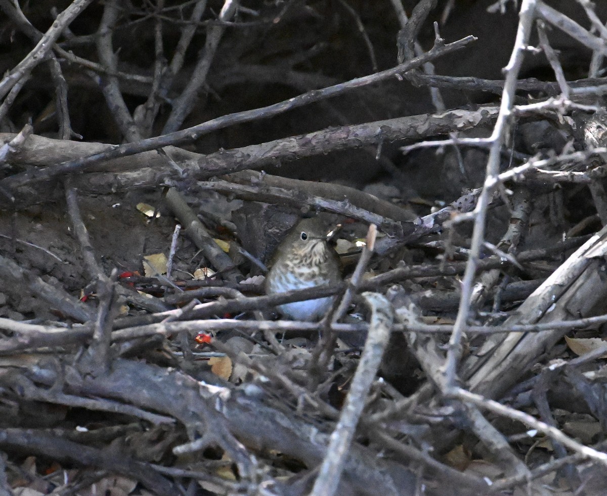 Swainson's Thrush - ML643861618