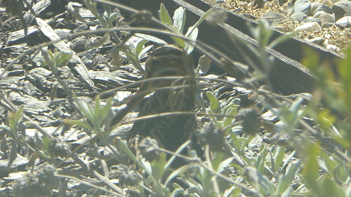 Wilson's Snipe - ML643861619