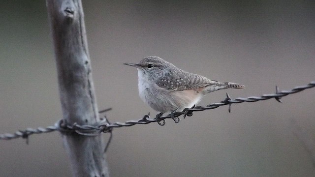 Rock Wren - ML643861621