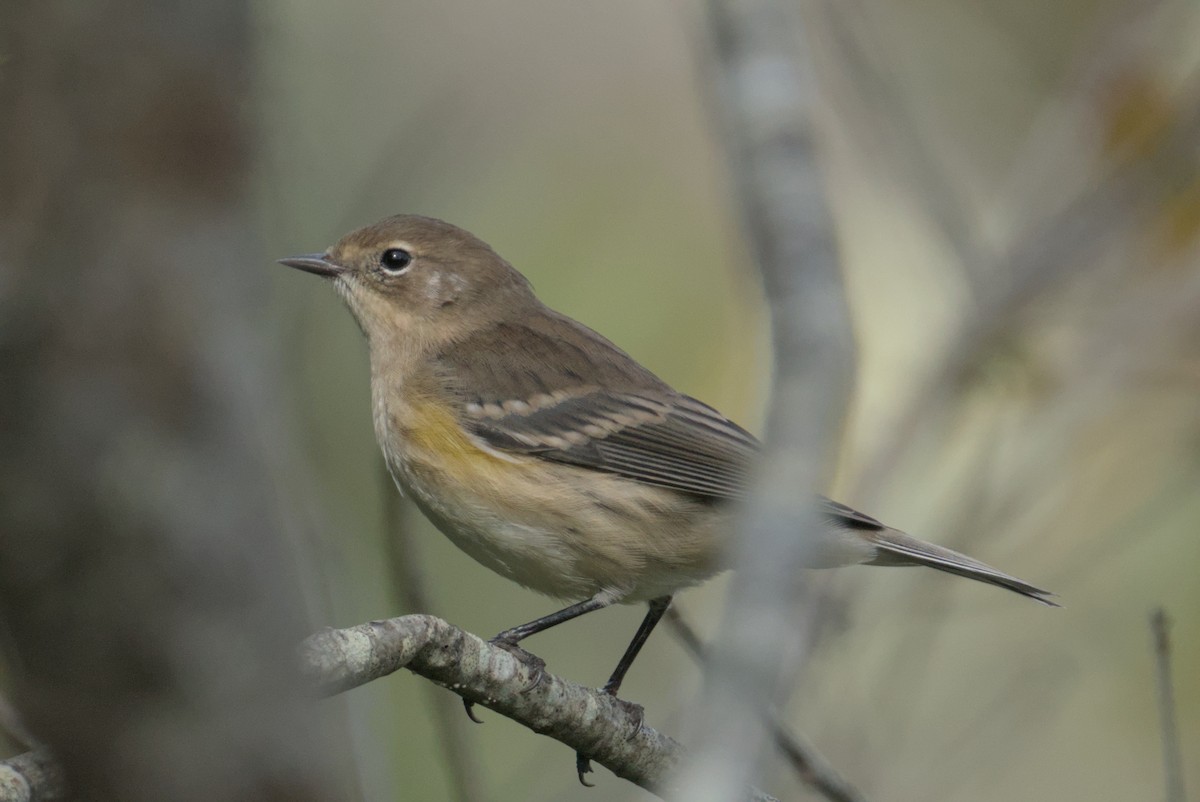 Yellow-rumped Warbler - ML643861639