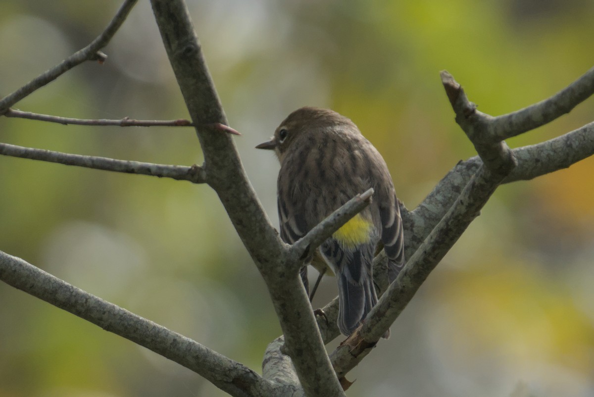 Yellow-rumped Warbler - ML643861640