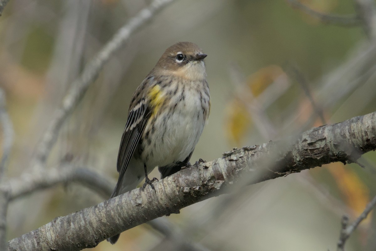 Yellow-rumped Warbler - ML643861641