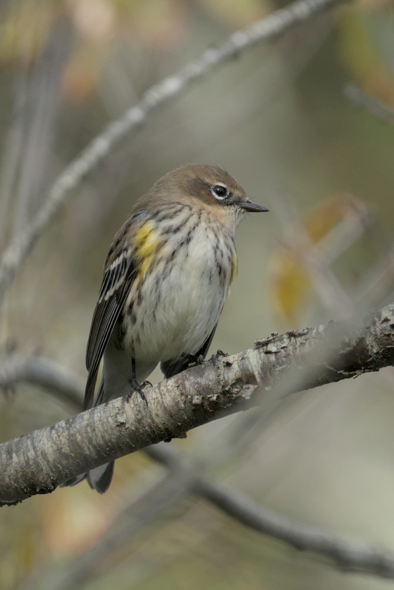 Yellow-rumped Warbler - ML643861642