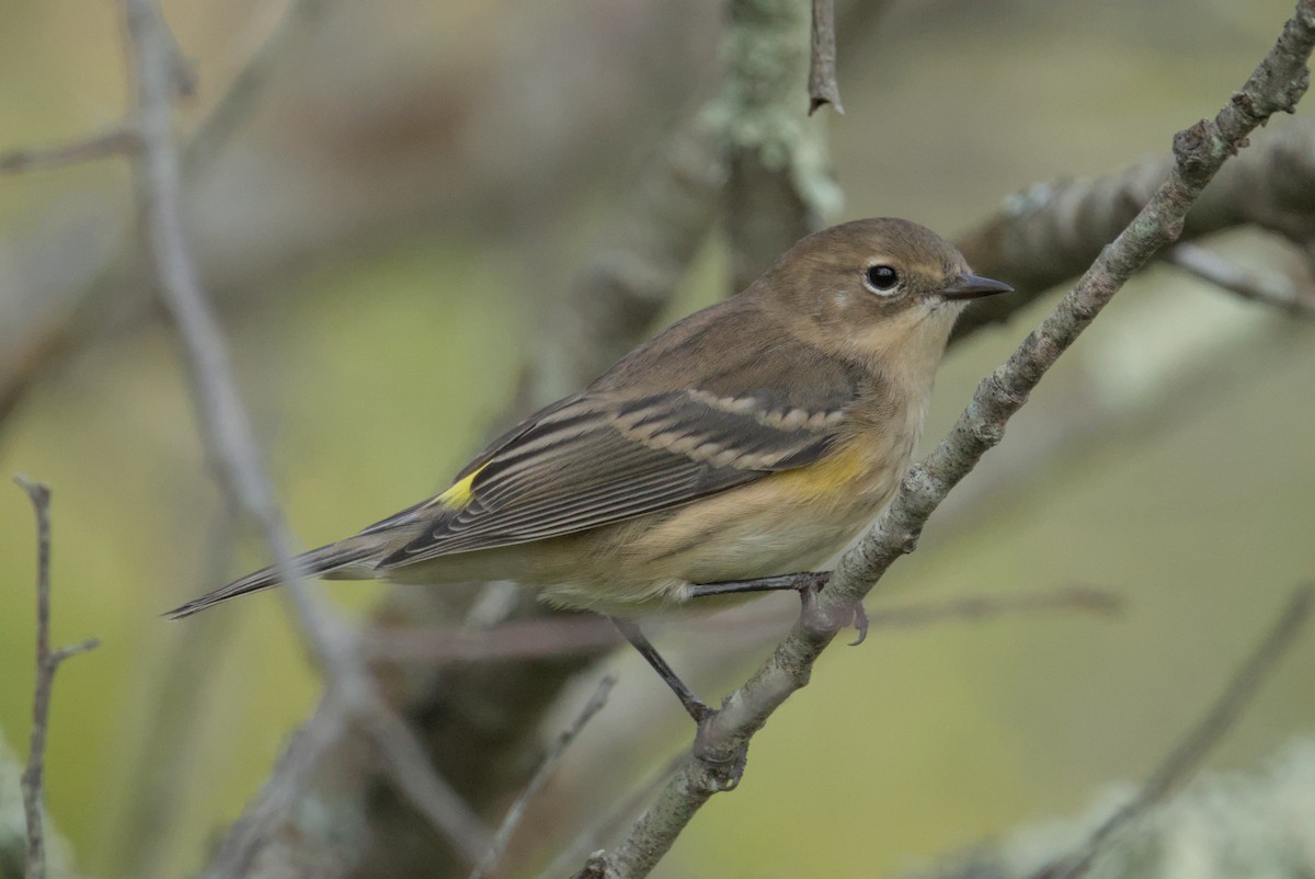 Yellow-rumped Warbler - ML643861643