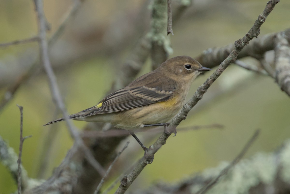 Yellow-rumped Warbler - ML643861644