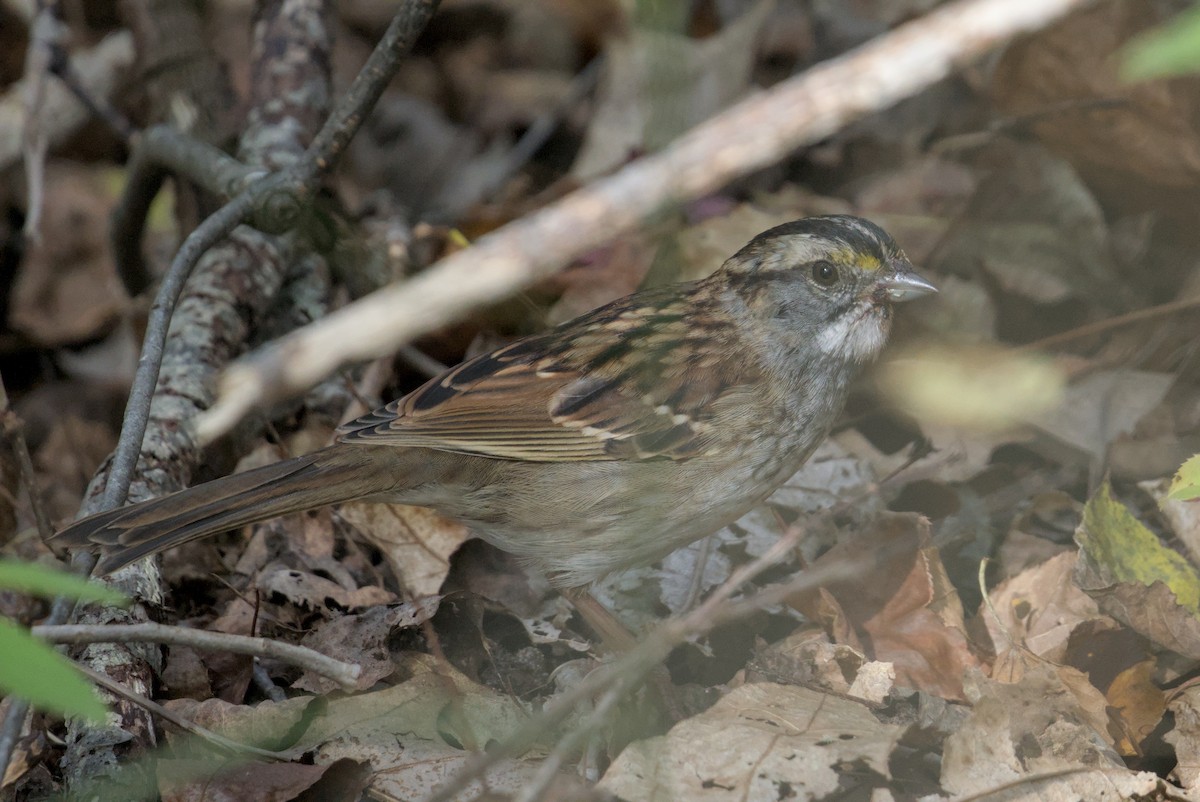 White-throated Sparrow - ML643861649