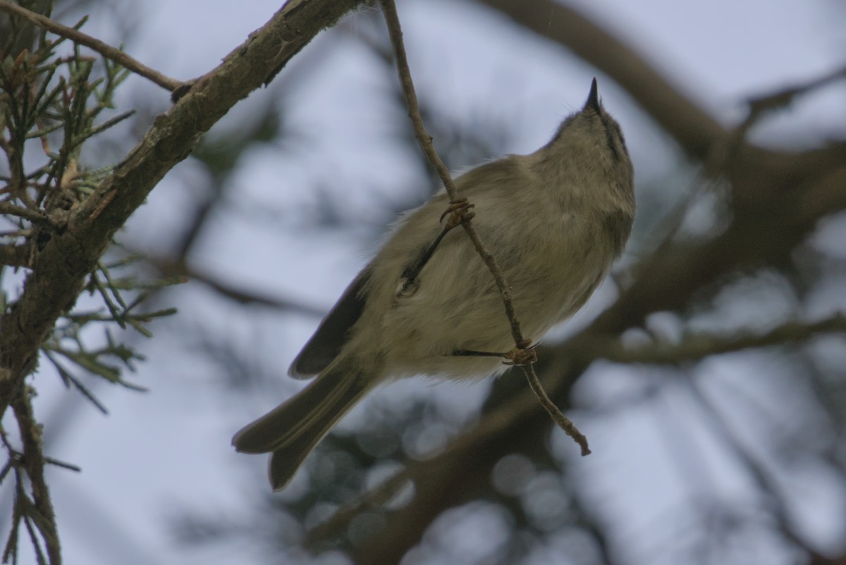 Golden-crowned Kinglet - ML643861651