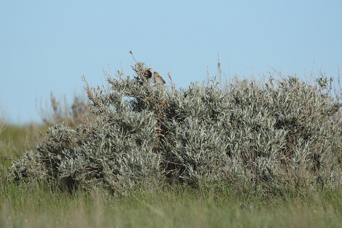 Bairdammer - ML643861656