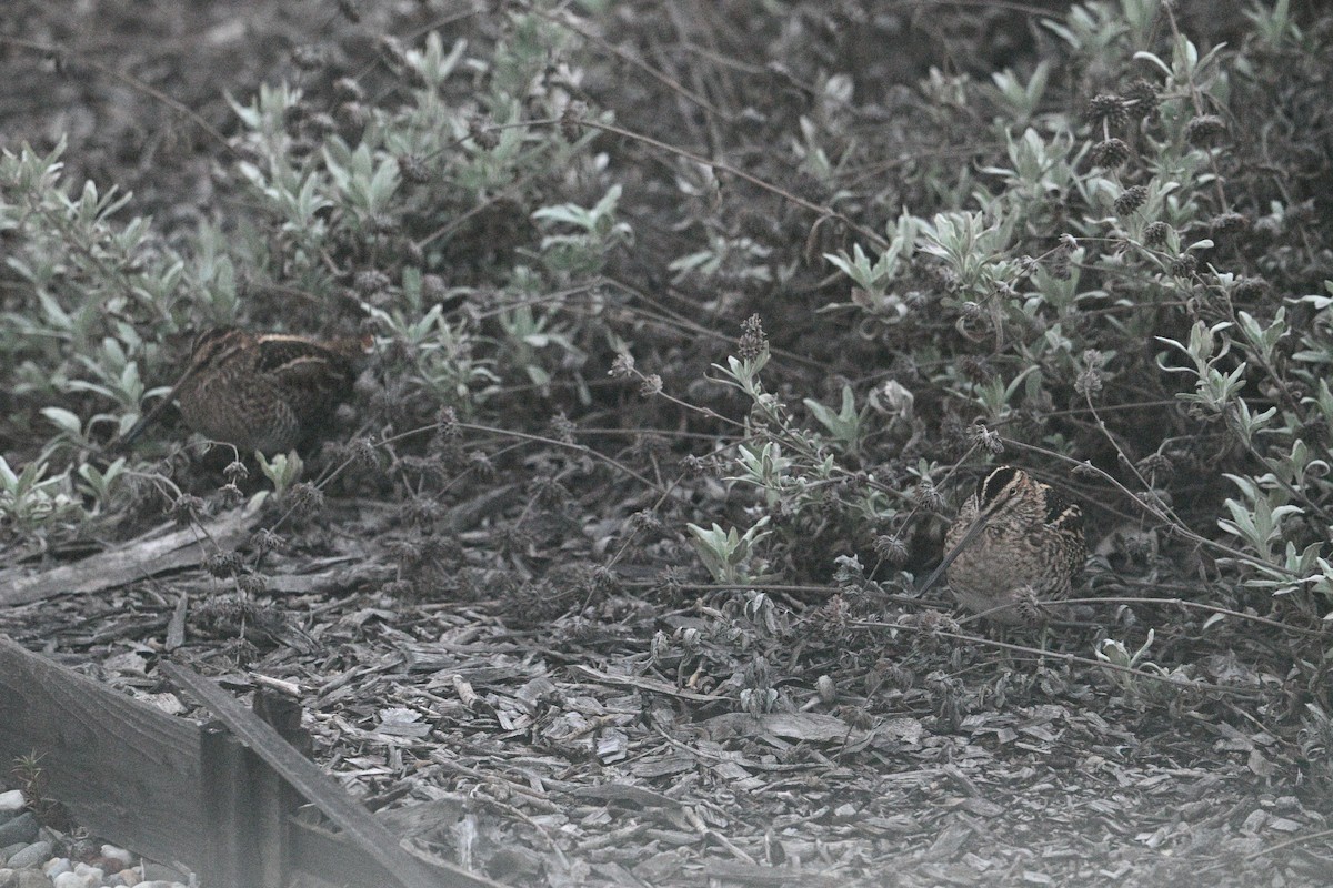 Wilson's Snipe - ML643861667