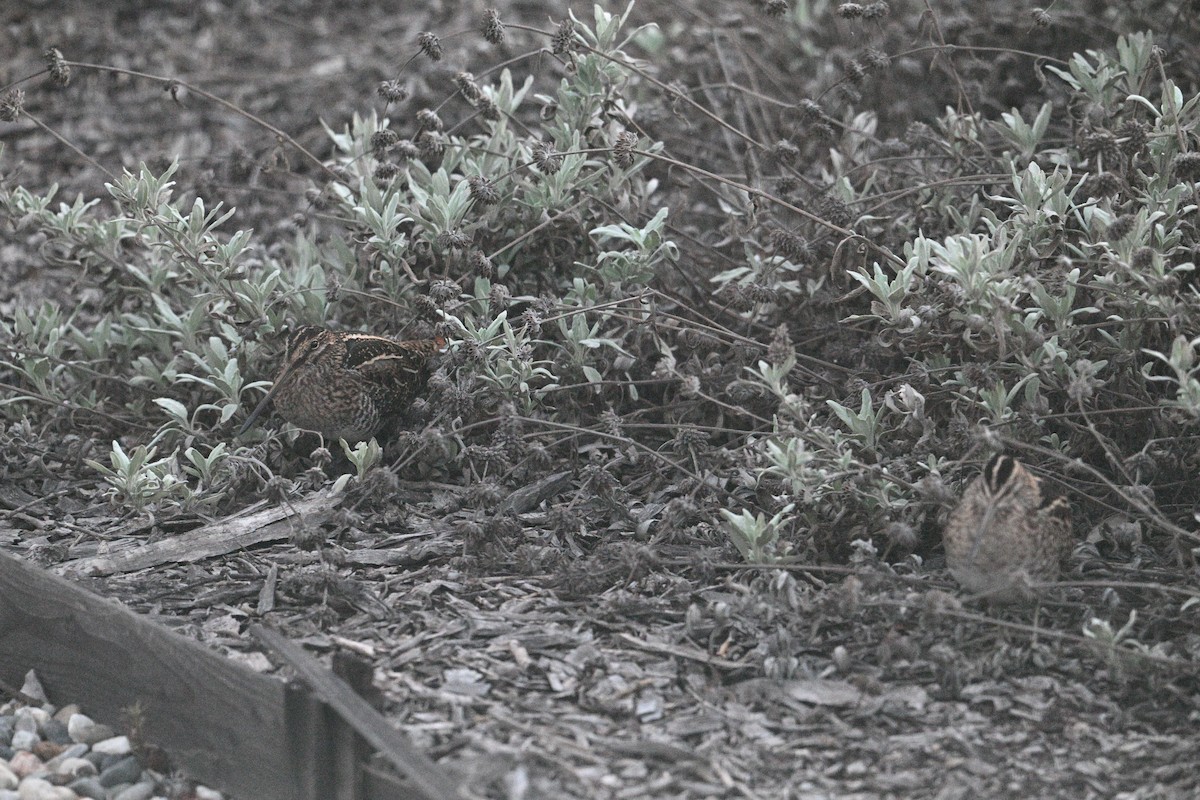 Wilson's Snipe - ML643861704